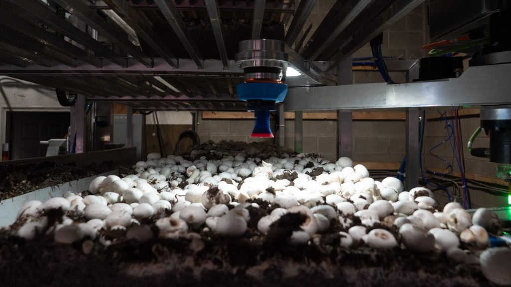 Machine ramassant des champignons dans une installation intérieure.