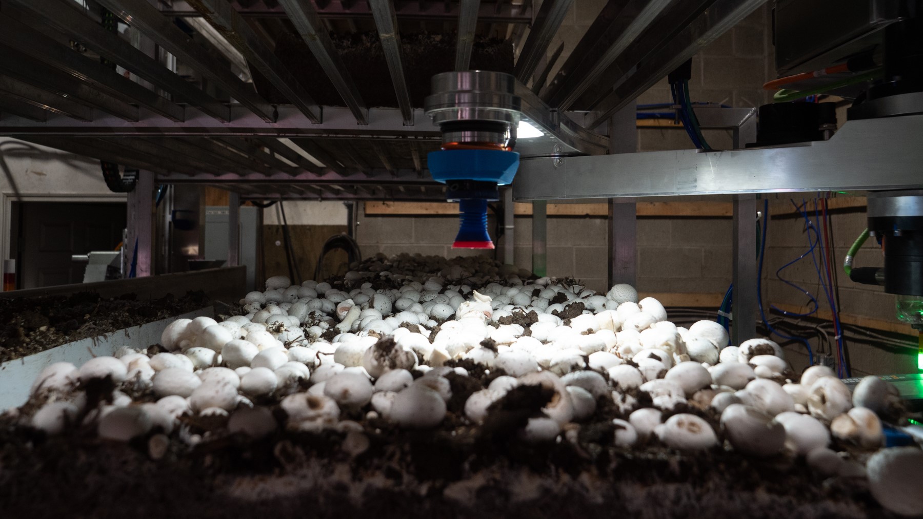 Machine ramassant des champignons dans une installation intérieure.