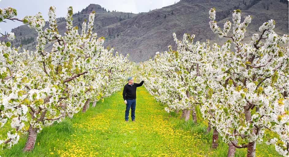 Canada Keremeos, producteur fruitier dans un verger de cerisiers